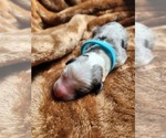 Small Photo #127 Sheepadoodle Puppy For Sale in LEHI, UT, USA