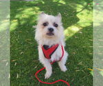 Small #4 Shih Tzu Mix