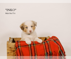 Australian Shepherd Puppy for sale in LA RUE, OH, USA