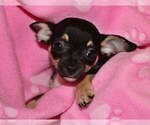 Small #1 Chihuahua