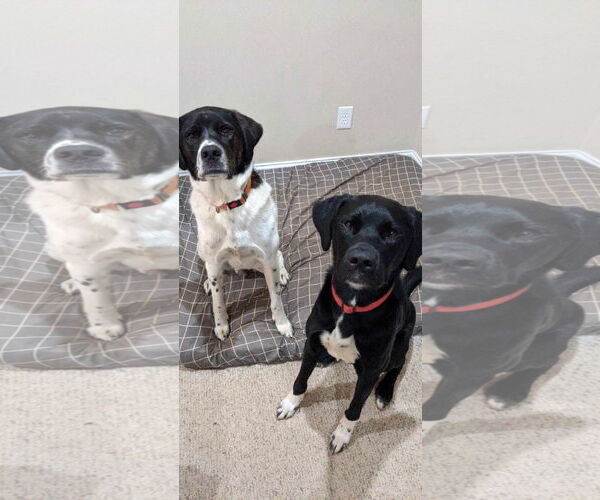 Medium Photo #3 Labrenees Puppy For Sale in Thomasville, NC, USA