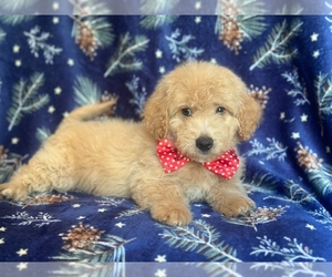 Goldendoodle (Miniature) Puppy for sale in LAKELAND, FL, USA