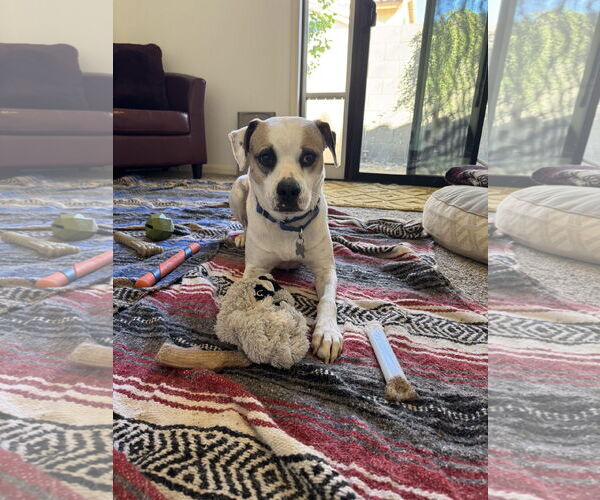 Medium Photo #6 Beagle-Unknown Mix Puppy For Sale in Chandler, AZ, USA