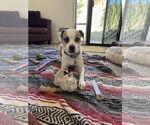 Small #5 Beagle Mix