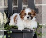 Maverick - Male Shih Tzu Puppy for Sale - Photo #3