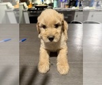 Puppy Red Collar Male Goldendoodle