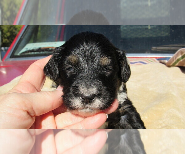 Medium Photo #6 Bernedoodle Puppy For Sale in BIG ROCK, IL, USA