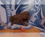 Small Photo #8 Labradoodle Puppy For Sale in GALION, OH, USA