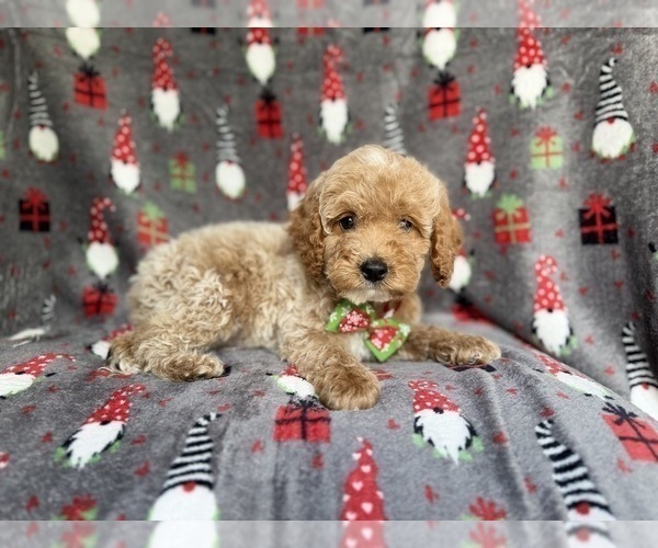 Medium Photo #1 Cock-A-Poo Puppy For Sale in LAKELAND, FL, USA