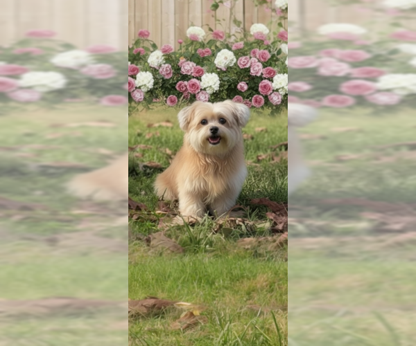 Medium Photo #5 Shiranian Puppy For Sale in Weston, FL, USA