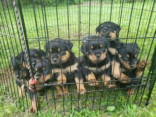 Rottweiler Puppy for sale in WILLINGTON, CT, USA