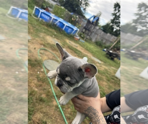 Medium Photo #11 French Bulldog Puppy For Sale in KENT, WA, USA