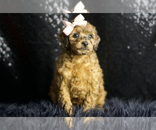 Medium Photo #5 Poodle (Toy) Puppy For Sale in WARSAW, IN, USA