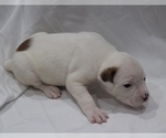 Small Photo #26 American Bulldog Puppy For Sale in MECHANICSVILLE, VA, USA