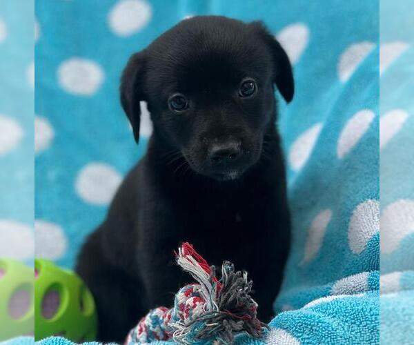 Medium Photo #3 Labrador Retriever-Unknown Mix Puppy For Sale in San Diego, CA, USA