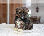Small Photo #9 ShihPoo Puppy For Sale in BERNE, IN, USA