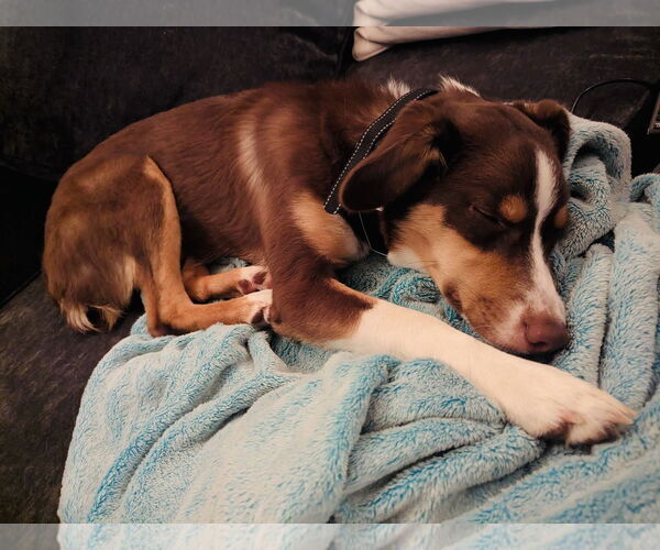 Medium Photo #8 Border-Aussie Puppy For Sale in Princeton, MN, USA