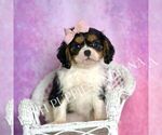 Small #6 Cavalier King Charles Spaniel