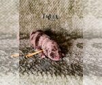 Small #5 Labradoodle