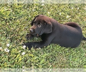 Labrador Retriever Puppy for sale in SEDLEY, VA, USA
