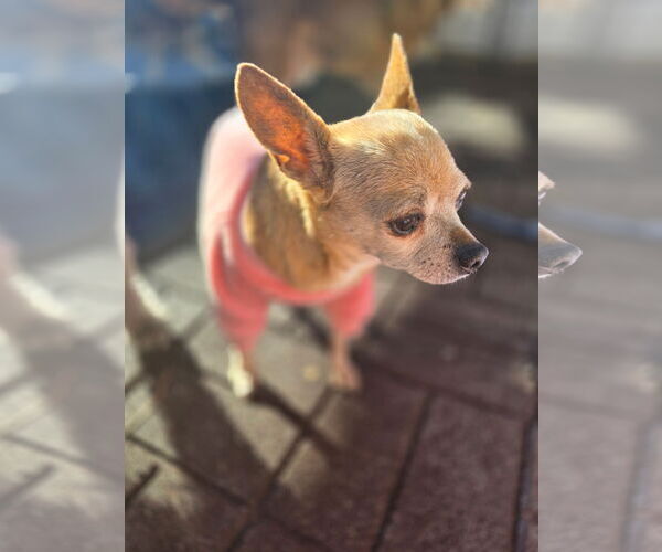 Medium Photo #2 Chihuahua Puppy For Sale in MIDWAY, UT, USA