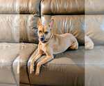 Small #10 American Staffordshire Terrier Mix