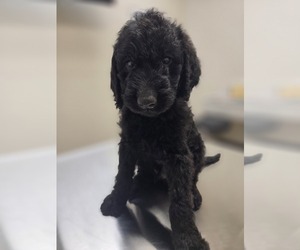 Labradoodle Puppy for sale in WILLIAMSTOWN, KY, USA