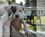 Small #1 American Pit Bull Terrier