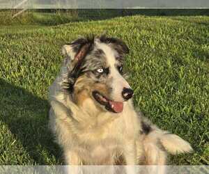Mother of the Border Collie puppies born on 05/15/2025