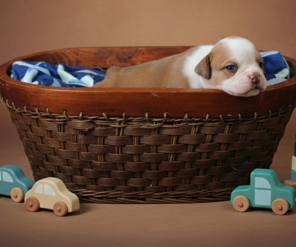 Medium Photo #12 Olde English Bulldogge Puppy For Sale in WRIGHT CITY, MO, USA