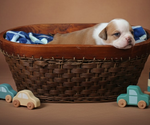 Small #11 Olde English Bulldogge