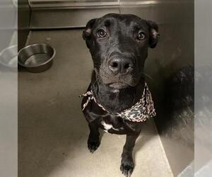 American Pit Bull Terrier-Labrador Retriever Mix Dogs for adoption in Modesto, CA, USA