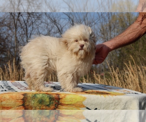 Medium Photo #22 ShihPoo Puppy For Sale in DYERSBURG, TN, USA