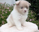 Small Photo #32 Pomeranian Puppy For Sale in GOSHEN, IN, USA