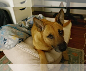 Mutt Dogs for adoption in Miami, FL, USA