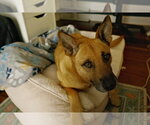 Small Mutt