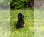 Small #14 Dachshund