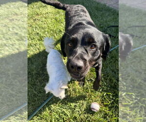 Labrador Retriever-Shih Tzu Mix Dogs for adoption in Banning, CA, USA