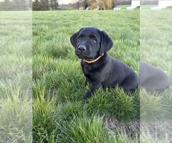 Medium Photo #1 Labrador Retriever Puppy For Sale in FREDERICKSBG, OH, USA