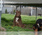 Small Photo #7 American Bully Puppy For Sale in BOLIVAR, MO, USA