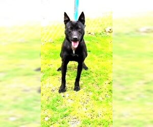 German Shepherd Dog-Unknown Mix Dogs for adoption in Rowayton, CT, USA