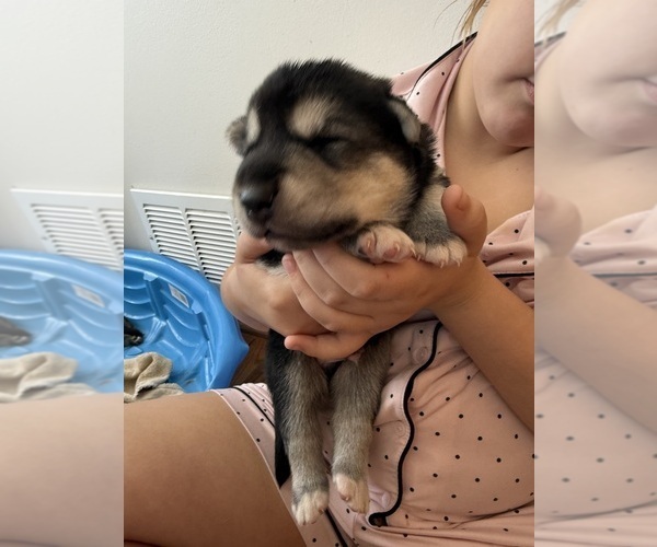 Medium Photo #5 German Shepherd Dog Puppy For Sale in PONTIAC, MI, USA