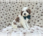Small #1 Cavapoo