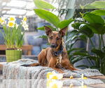 Small #2 German Shepherd Dog Mix