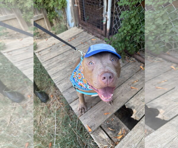 Medium Photo #6 American Staffordshire Terrier-Unknown Mix Puppy For Sale in Jackson, MS, USA