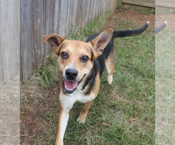 Medium Photo #3 Mutt Puppy For Sale in Jackson, MS, USA