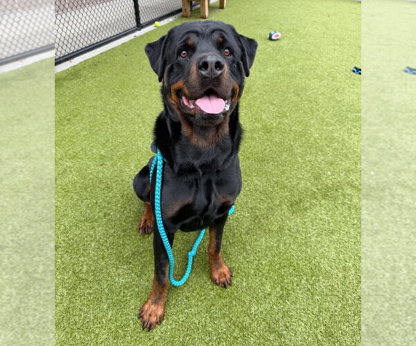 Medium Photo #4 Rottweiler Puppy For Sale in Hillsboro, NH, USA