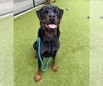 Small #3 Rottweiler