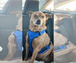 Small #2 Boxer-Mountain Cur Mix