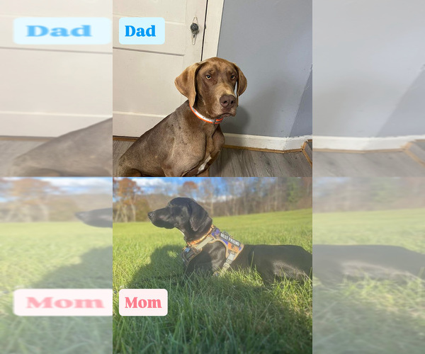 Medium Photo #1 Great Dane Puppy For Sale in GLADYS, VA, USA